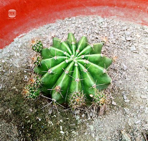 八卦紅照顧|我的植物園